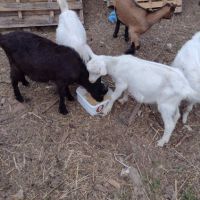ярета и кози, снимка 2 - Кози - 46174425