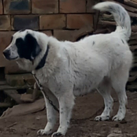 Продавам кученца от породата Българска овчарка , снимка 1 - Каракачанска овчарка - 44973662