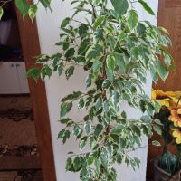 Фикус бенджамин с шарени листа, снимка 1 - Стайни растения - 45464971