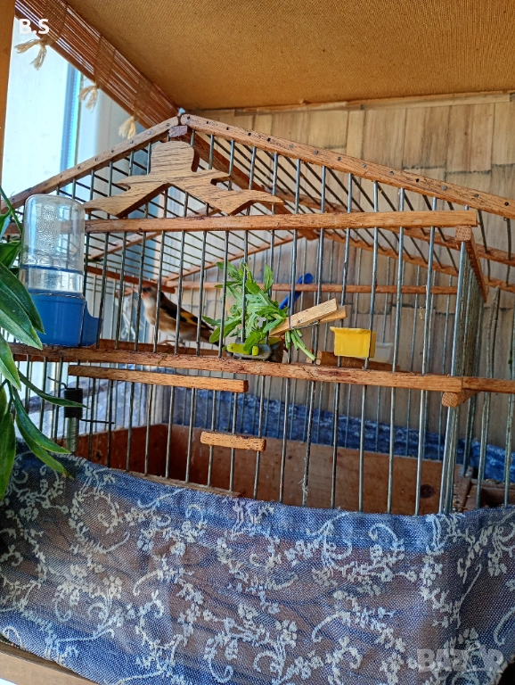 Мъжко и женско канарче., снимка 1