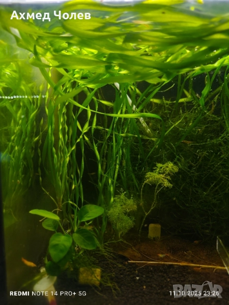 Спираловидна Валиснерия, снимка 1