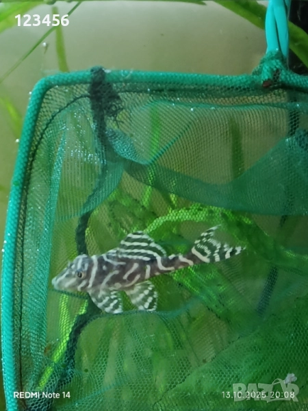 L333, снимка 1