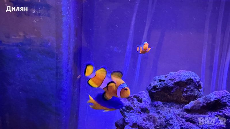 Clownfish (Amphiprion ocellaris ) - Риба Клоун, снимка 1