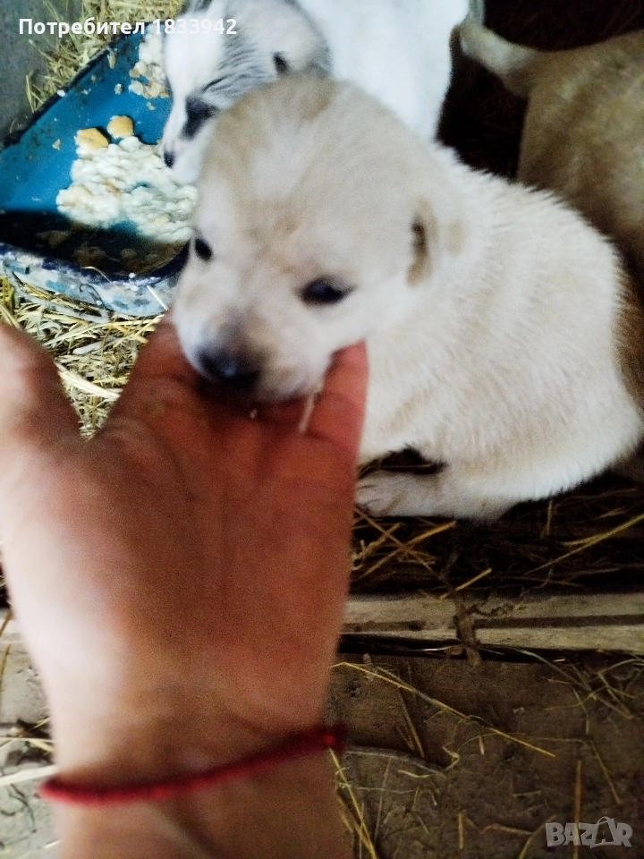 Кученца , снимка 1