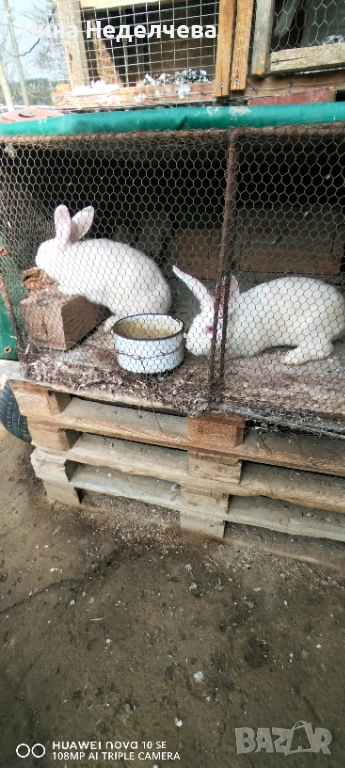 Зайци, снимка 1