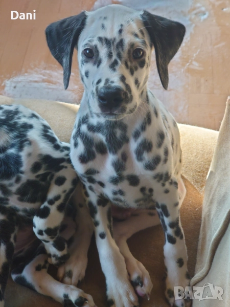 Момченце далматинец., снимка 1
