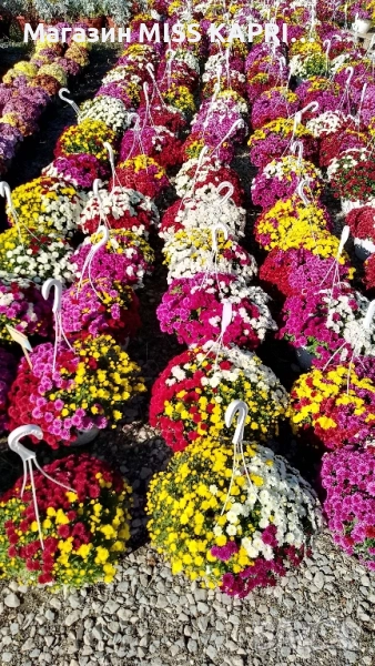 Кошници трицветна хризантема, снимка 1