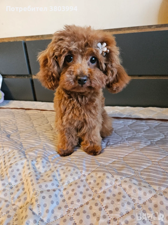 Миниатюрно той пуделче на 7 месеца, момиченце. , снимка 1