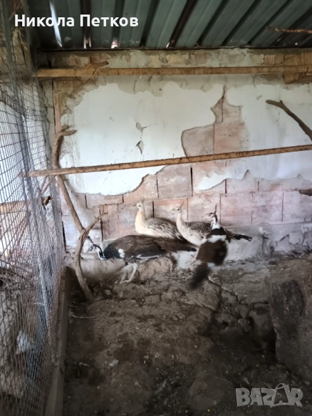 Пауни, снимка 1