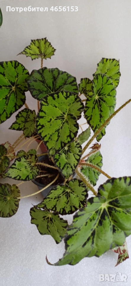 ГОЛЯМА и МАЛКА СТАЙНА БЕГОНИЯ , снимка 1