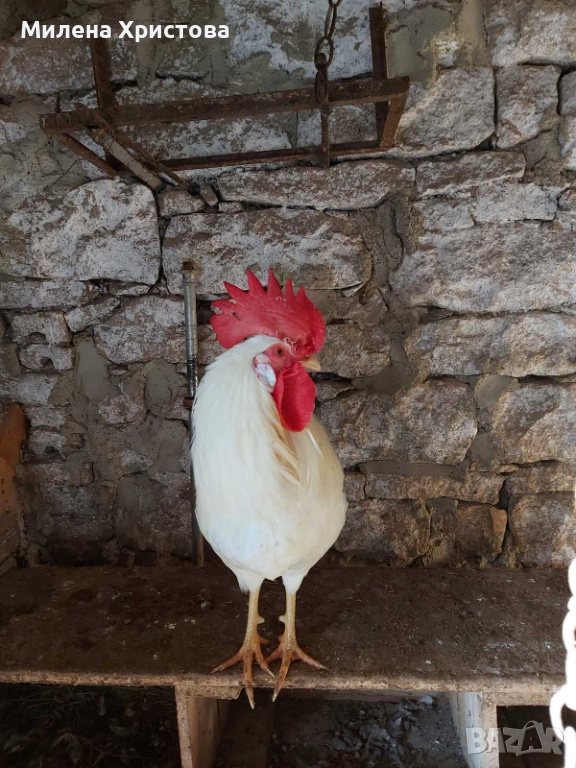 Продавам петли бял легхорн, снимка 1