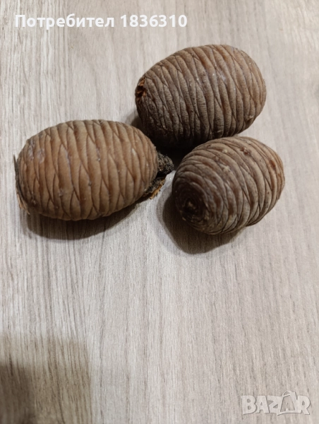 Шишарка атласки кедър , снимка 1