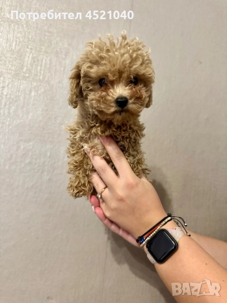 Той пудел , снимка 1