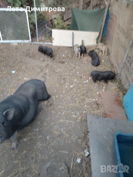 с. Николово Виетнамски прасенца 100лв.бр.петли 35лв пратки 35лв. бр, снимка 1