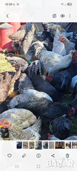Продавам :кокошки,петли ,ярки,пилета от 4 месеца до 1 година.. , снимка 1