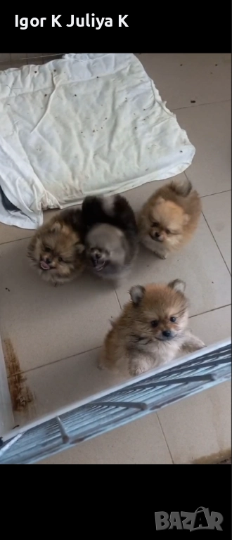 Померан мини шпицове , снимка 1