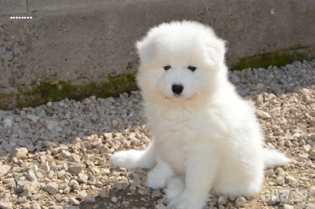 Самоед бебета Чистокръвни