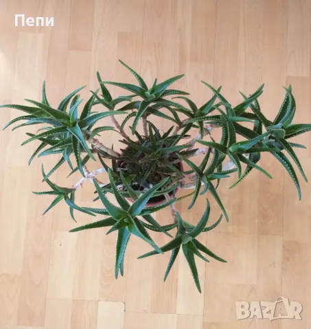 Красиво многогодишно Алое, снимка 3 - Стайни растения - 50374115