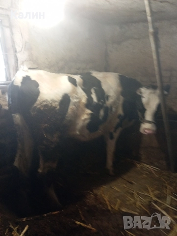 стелни юнички..., снимка 2 - Други - 52404575