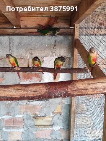 Продавам папагали пирури млади, снимка 4 - Папагали - 47917540