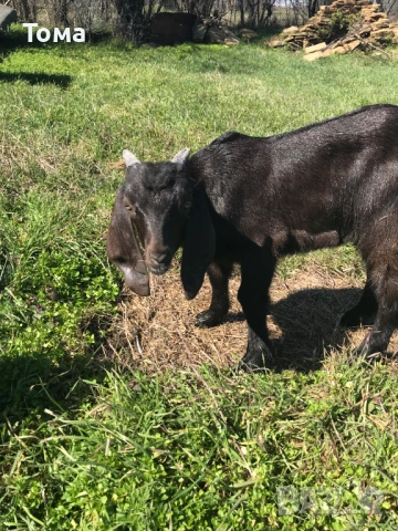 Яре англонубийско 