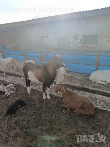 Продавам пръч на 3 години за разплод, Област Сливен, цена по договаряне, снимка 2 - Кози - 51962684