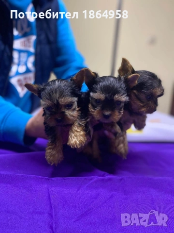 СУПЕР МИНИ ЙОРКИ Доставка