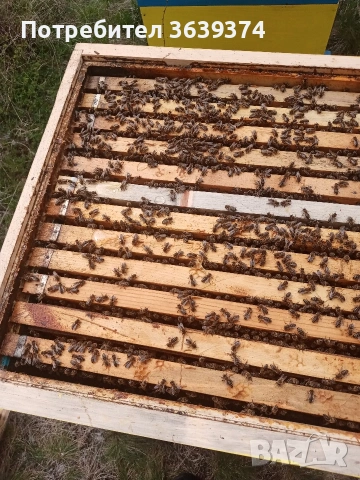 пчелни отводки , снимка 2 - За пчели - 53629533