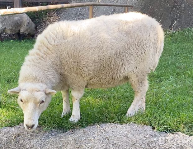 Продавам овце, снимка 1 - Овце - 46429067