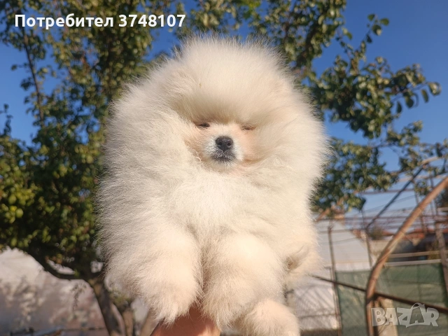 Померан/Померани