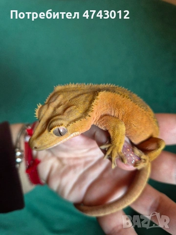 Ресничест бананояден гекон (Rhacodactylus ciliatus), снимка 5 - Гекон - 53540739