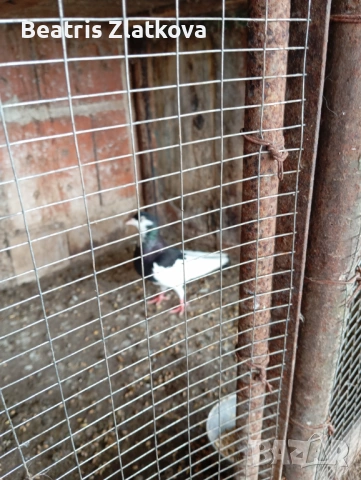 продавам гълъби, снимка 2 - Гълъби - 53936269