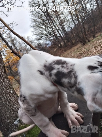 Немски дог, снимка 4 - Немски дог - 52495661