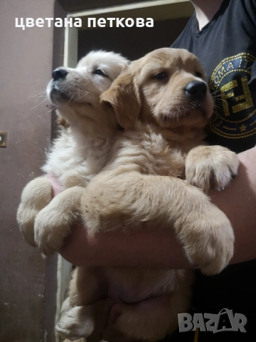 Голдън ретривър , снимка 6 - Голдън ретривър - 53220324