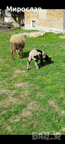 МЪЖКО АГНЕ , снимка 2 - Овце - 54152082