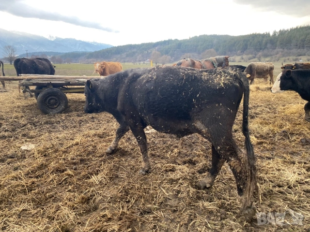 Бик, снимка 3 - Крави - 44952380