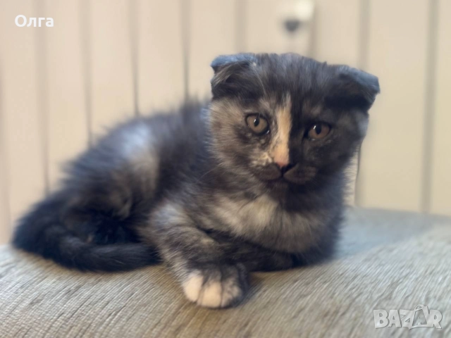 Женско коте шотландска клепоуха, снимка 1