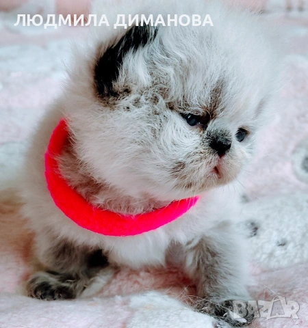 Хималайско момиче със сини очи. 