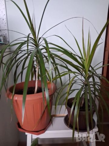 Стайни цветя - Драцена