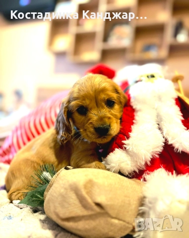 Чистокръвни Кокер Шпаньол кученца, снимка 9 - Кокер шпаньол - 52372383