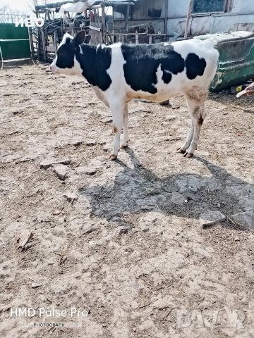 женско теле