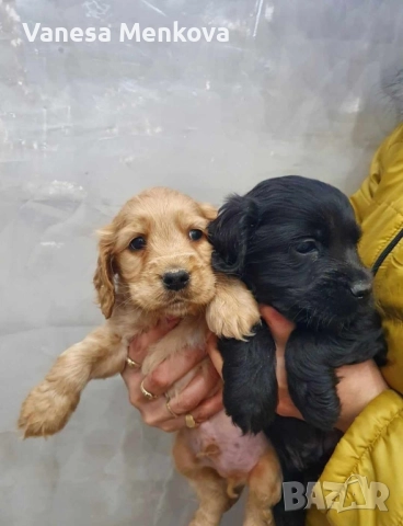 чистокръвни кокерчета шпаньоли, снимка 5 - Кокер шпаньол - 52068701