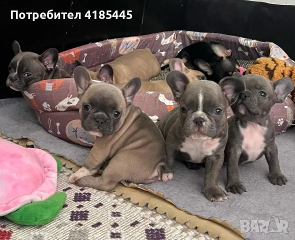 French bulldog / Френски булдог, снимка 8 - Френски булдог - 49214389