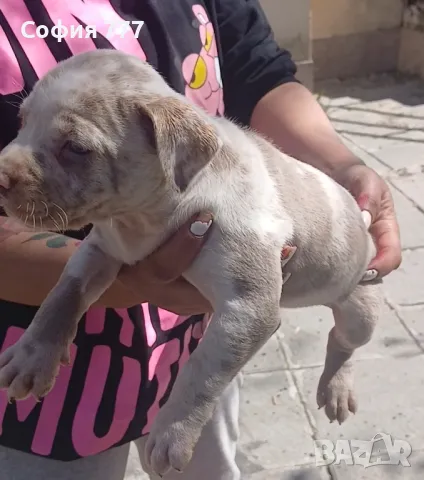 топ малки страхотни бебета от добри родители, снимка 14 - Питбул - 50029436