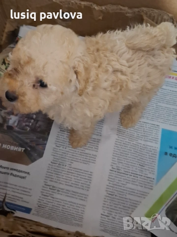 Пудел той, снимка 17 - Пудели - 53214749