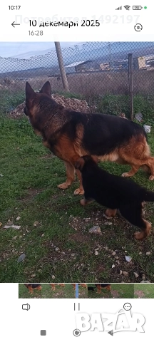 Елитно мъжко куче немска овчарка , снимка 2 - Немска овчарка - 52889918