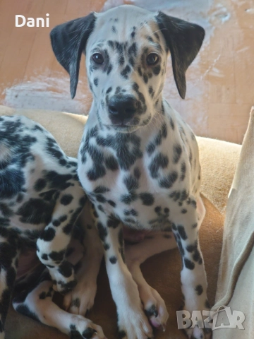 Момченце далматинец., снимка 1