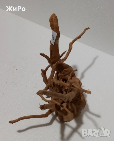 Корен от Азалия /декорация/ 34, снимка 3 - Други - 48966537