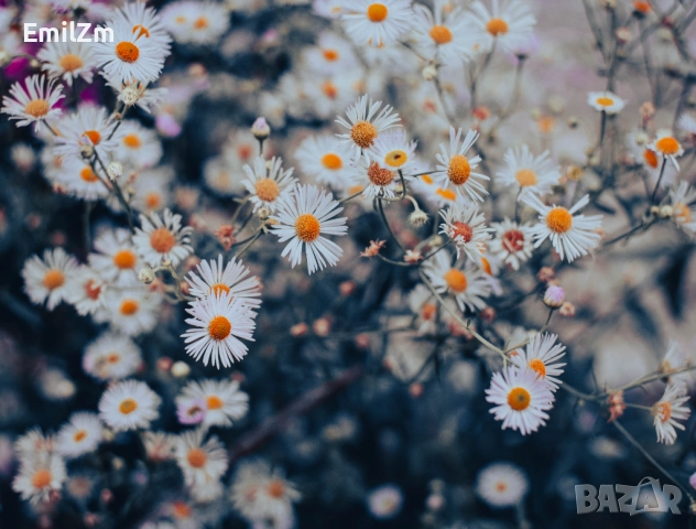 Фотоапарат SONY NEX-C3 , снимка 7 - Фотоапарати - 52722615