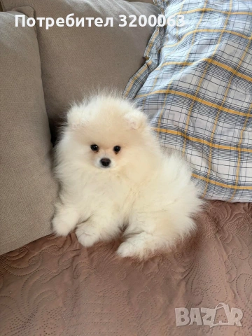 Померан мини мъжко , снимка 2 - Померан - 53078123
